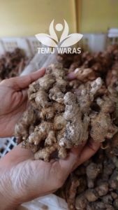 Jahe Emprit Super 1kg - Asli Gunung Grade A!