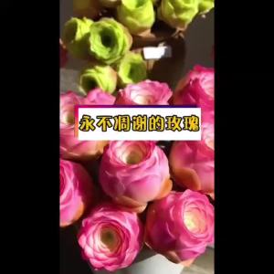 新品彩虹玫瑰水蜜桃山地玫瑰多肉植物盆栽新手好养阳台防辐射花卉