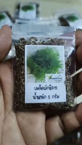5 กรัม ผักชีลาว เมล็ดผักชีลาว ผักชีเมือง ผักชีเทียน ผักชีตั๊กแตน ผักชี เทียนข้าวเปลือก