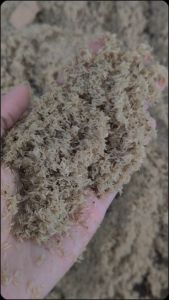 Telur Jangkrik Kualitas Super Siap Kirim Ke Seluruh Indonesia