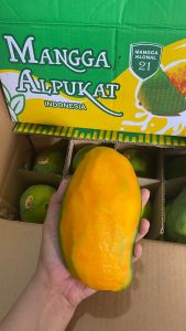 mangga alpukat matang pohon 1 kg Jaminan Manis!!!