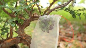 Nylon Mesh Fruit Protection Bag Nylon Garden Mesh Bag Breathable Anti-Bird & Pest Control Netting for Garden Plant Fruit Protective Bag Anti-Bird Net Pest Control Device Grow in Gardening Strawberry Grape Drawstring Bag Mesh Bag