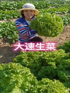 Loose Leaf LETTUCE Seeds (1000seeds): A Guide to Easy-to-Grow Organic Gardening