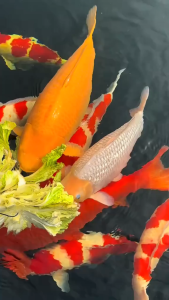 Thức ăn cá Koi 5kg tăng màu tăng size HAVU KOI FOOD. HÀNG CHÍNH HÃNG