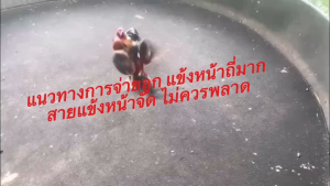 ไข่เชื้อไก่ชน ลูกชายกุมารจีน+เทาประทัดแตก รับประกันเชื้อ ส่งด่วนทั่วประเทศ