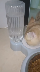 2 In 1 Pet Bowl Set for Cats Dogs Food and Water Feeder with Drinking Bottle Portable Feeder