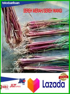 PROMO 1KG POHON SEREH WANGI / BIBIT SEREH MERAH / SEREH LANANG 100% ASLI