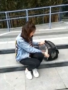 Pet Carrier bag Folding Portable Breathable Transparent Inclined Shoulder Pack Backpack Cat Dog Universal Travel Out