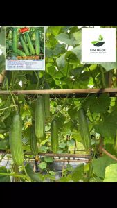 Hạt giống DƯA LEO F1 CN gói 10gr tầm 320 hạt