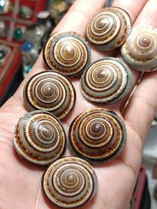 COD BATU CINCIN KEONG PUSAR HARGA GROSIR