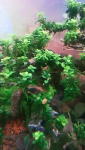 Ráy nana petite full lá nước dễ trồng trang trí bonsai bể thủy sinh siêu đẹp