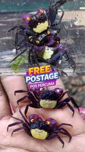 vampire crab sp dennerle (geosesarma)