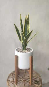 Tanaman Lidah Mertua Artificial: Pengertian, Kelebihan, & Cara Merawat