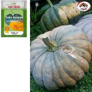 Benih Bibit Labu Kuning Waluh EXEL F1 10 gram Cap You Seed Tahan Virus