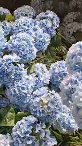 ( Không kèm chậu ) Nhánh hoa tú cầu giả C71 trang trí nhà cửa xinh xắn TTNTC71