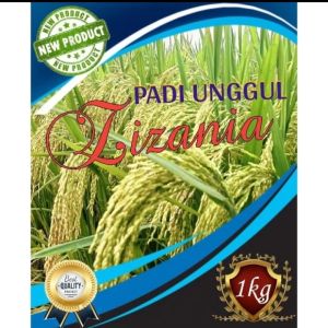 Benih padi ZIZANIA terbaru super unggul KEMASAN 5KG