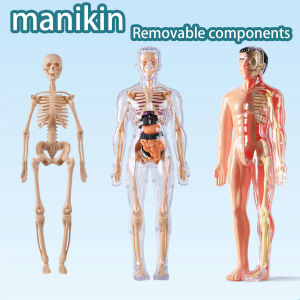 Human Body Structure Model Organ Skeleton Simulationdetachable Assembly Biomedical Anatomy Internal Organ Skeleton