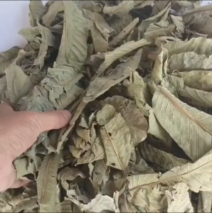 Herbal Daun Jambu Biji Kering 500gr Murah / 250gr Daun Jambu Biji Kering