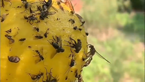 กาวดักแมลงหวี่ 10 ชิ้น กาวดักแมลง กำจัดแมลงหวี่ ยาฆ่าแมลงหวี่ ยาดักแมลงผัก ลูกบอลดักแมลงวัน ลูกบอลควบคุมศัตรูพืช สำหรับต้นไม้ในร่มและกลางแจ้ง