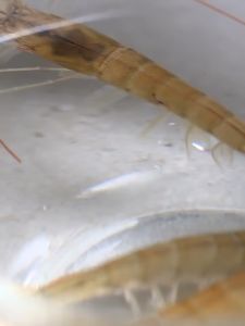 Lemon Sea Salt and Black Pepper Seasoning 63g