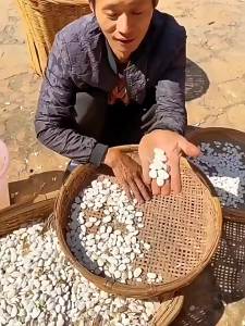 Top Quality White Kidney Beans