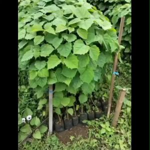 Paket 10 Bibit Tanaman Jati Putih Gambelina