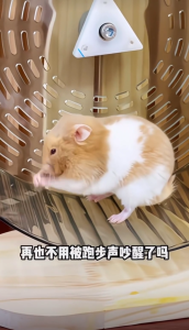 [Malaysia Ready Stock]18cm/21cm/24cm Hamster Wheel Syrian Dwarf Hamster Silent Wheel RodaHamster仓鼠跑轮