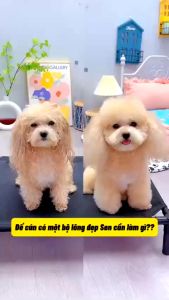 Máy Sấy Lông Thú Cưng 3 Trong 1 Công Suất 600W - Chất Liệu Nhựa Cao Cấp Điều Chỉnh Tốc Độ & Nhiệt Độ Phù Hợp Mọi Loại Bóng