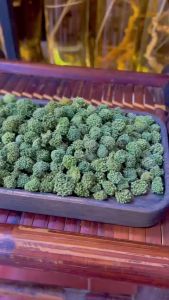 Nụ Tam Thất Không Cuống