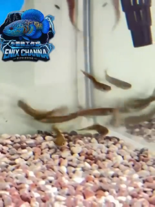 Red Sentarum 5-6inci