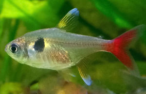 Golden Phantom Tetra/Ornamental fish/Freshwater/Readystock