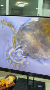 กล้องจุลทรรศน์ 2 ตา Trinocular กำลังขยาย 2500x มีช่องต่อกล้องเสริม ต่อหน้าจอเสริม รุ่น BX25 2500 เท่า