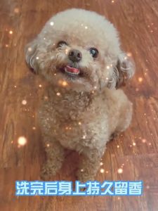 Dog Shampoo Dog Shower Gel Pet Shower Gel Cats Shower Gel Fragrance Bathing Liquid Sterilization Deodorant 500ml 猫狗沐浴露