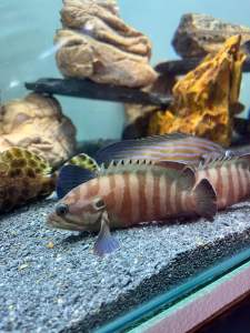 Chocolate Grouper/Readystock/Brackish/Ornamental Fish