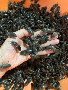 sét 100 con bổ củi rừng sấy khô giúp hỗ trợ sinh lýtráng dương bổ thận