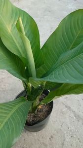 Cây đại phú gia - Cây cảnh trong nhà - caykiengsadec