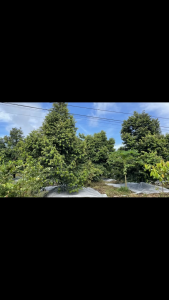 Dung dịch hỗ trợ bảo vệ cây trồng GrandGold 80SC – Giúp cây khỏe mạnh lá xanh rễ vững