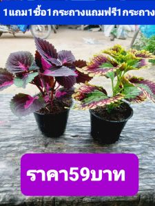 ต้นฤาษีผสม 1 แถม 1 ซื้อ 1 ชิ้นแถมฟรี 1 ชิ้นต้นไม้มงคล ต้นไม้ฟอกอากาศ จัดส่งแบบกระถางขนาด 3 นิ้ว