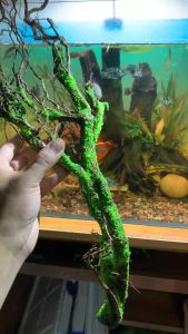 Layout setup sẵn- Layout ngộ không ngồi thiền trong rừng setup sẵn lũa đá tự nhiên rêu nhựa thủy sinh cho bể cá