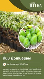 จิตตรา ต้นพันธุ์มะม่วงหนองแซง เสียบยอดสูง 60-80 ซม. ปลูกปีเดียวติดลูก พร้อมส่ง เครมฟรี ต้นพันธุ์ผลไม้ ต้นเตี้ย ผลดก