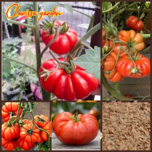 BIJI/BENIH TANAMAN TOMAT MAWAR F1 (REPACK)