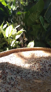 [RUMAH TANI] Beras Organik Mix 4 2 Kg Beras Putih Merah Coklat Hitam Asli Mpasi Bayi Diabetes Untuk Diet Kualitas Bagus