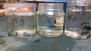 Betta Fighter M Size