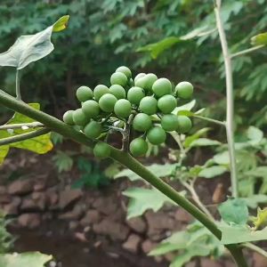 buah takokakbisa buat lalaban dan kaya akan manfaat