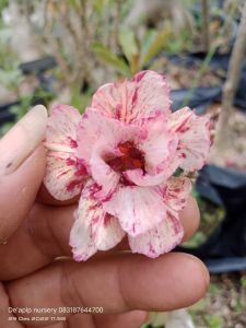BUNGA ADENIUM KAMBOJA JEPANG GRAFTINGAN SAMBUNGAN BUNGA TUMPUK