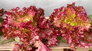High-Quality Lettuce Seeds: A Comprehensive Guide
