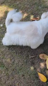 ขนมแมว หนังปลานิลอบ ขนมสุนัข umm หมา: ขนมแมว หนังปลานิลอบ ขนมสุนัข umm หมา