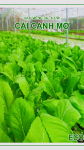 [EcoSeeds] Combo Tiết Kiệm 5 Gói Hạt Giống Cải Canh Mơ Hà Nội (Cải Mơ Cải Canh) - Kháng Bệnh Tốt - Gói 20g