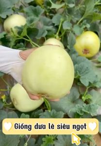 Hạt giống dưa lê gói 2 gram | Tỷ lệ nảy mầm cao