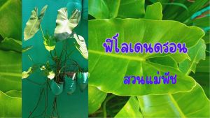 ฟิโลเดนตรอน ต้นใหญ่ กอใหญ่ คละไซต์ 2 ต้น 59 บาท